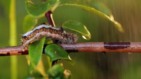 yellow tail moth (euproctis similis) caterpillar, goldtail or swan moth (sphrageidus similis) is a caterpillar of the family erebidae. caterpillar crawls along a tree branch during the rain.