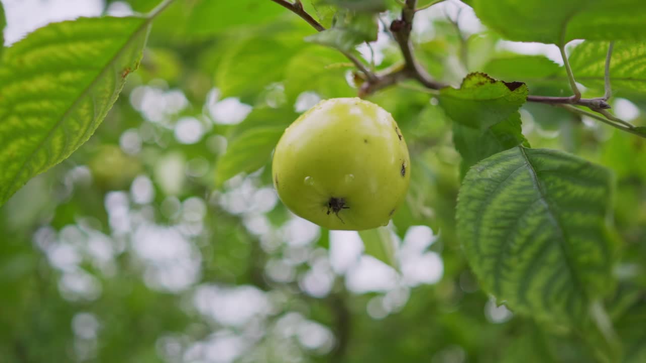 Green apple with worm holes in it. Concept of ecological pesticide free gardening and agriculture.