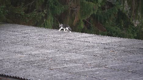 gato caminando en el techo