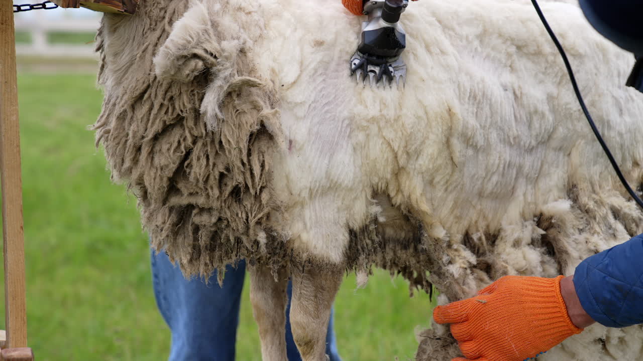 Professional cutting machine shearing sheep. Process of shearing sheep on a farm by electric clipper. Farmer cutting wool on a sheep. Close-up.