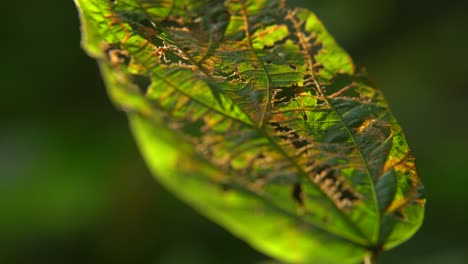 la luz del sol de la mañana ha caído sobre la hoja