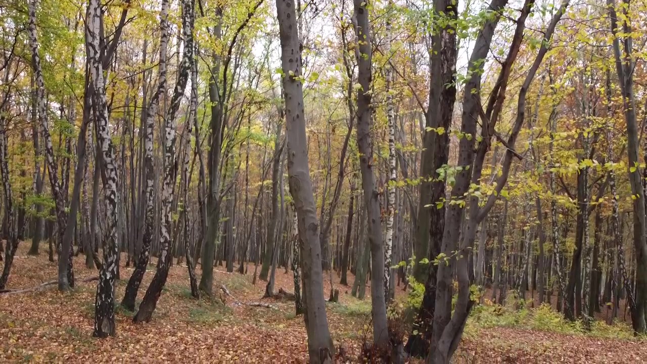 Foresta autunnale a novembre. Alberi e fogliame caduto.