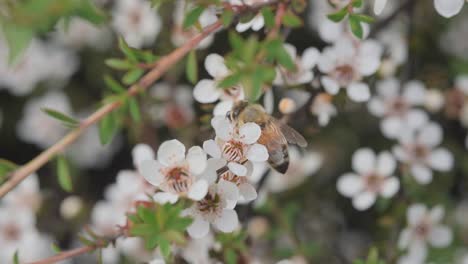 Hermosas-Flores-Blancas-De-Manuka-Polinizadas-Por-La-Abeja-Occidental