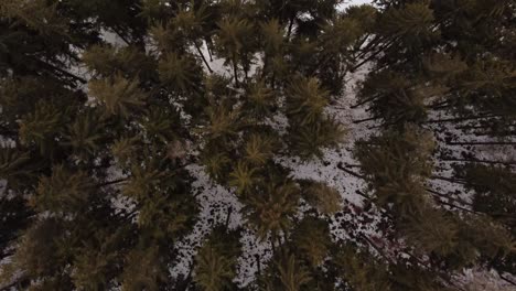 空中射擊飛行在山脈上的松樹上空