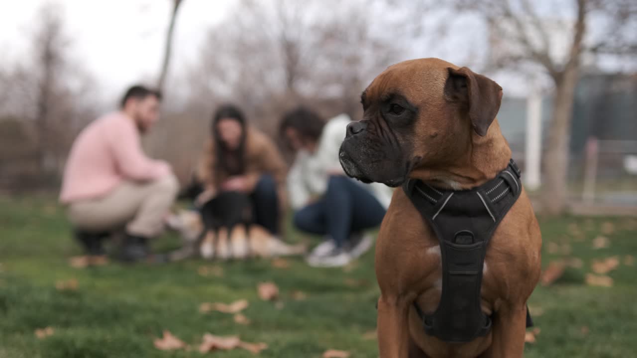 Close up view of a boxer dog looking around while a group of people and their dogs