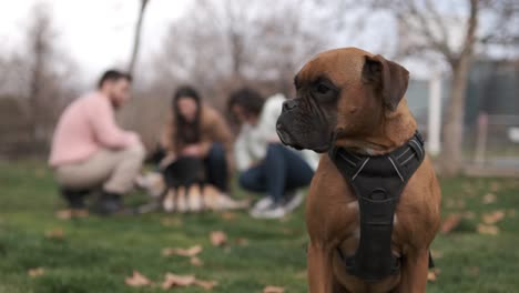 close up view of a boxer dog looking around while a group of people and their dogs