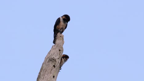 el falconet de muslo negro es una de las aves rapaces más pequeñas que se encuentran en los bosques de algunos países de asia