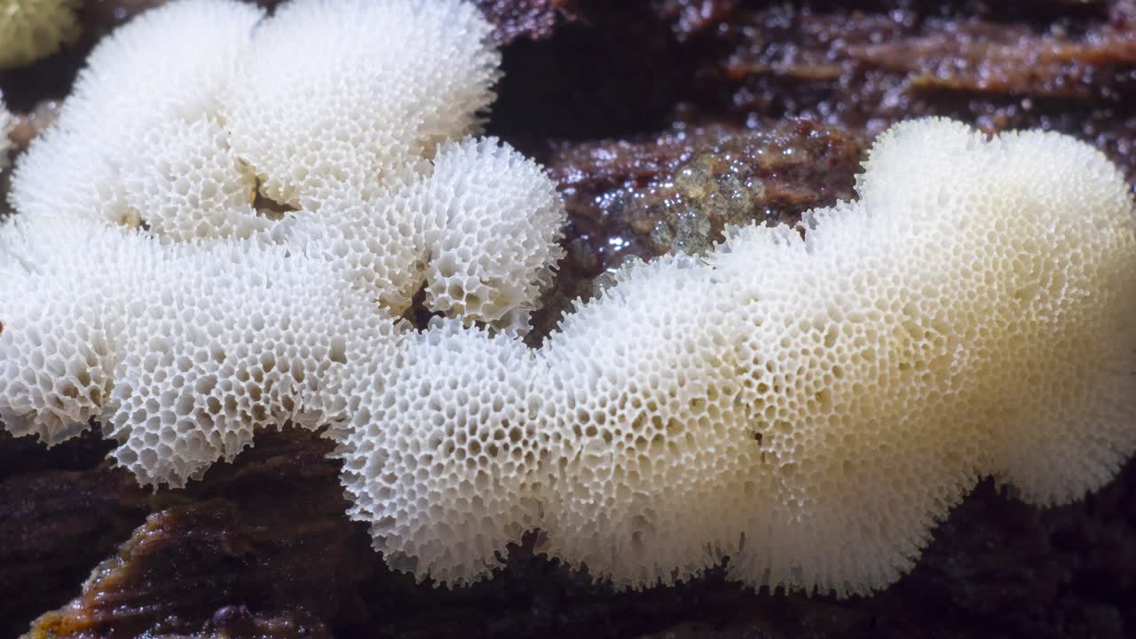 Slime mold Ceratiomyxa porioides plasmodium pulsation and transformation into fruiting body