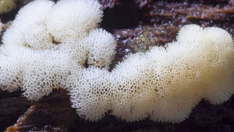 slime mold ceratiomyxa porioides plasmodium pulsation and transformation into fruiting body