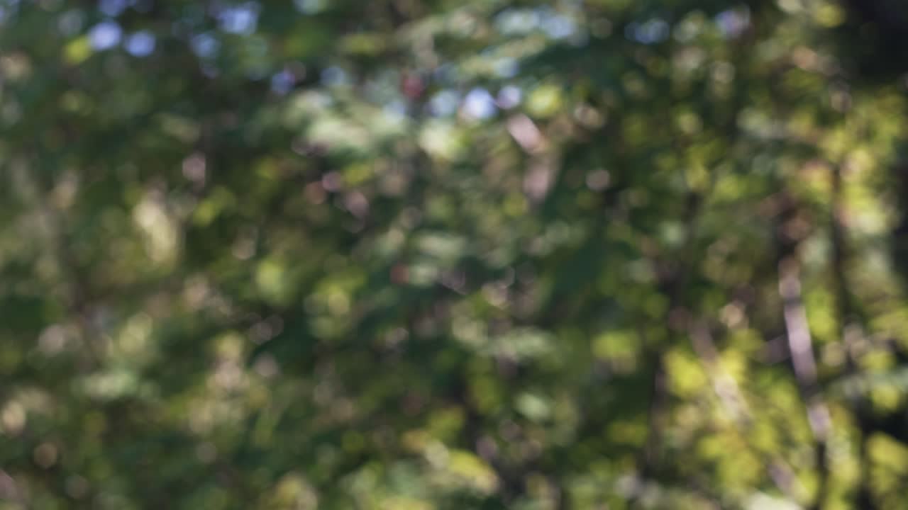 Close-up view of a lush green tree with abundant leaves and branches
