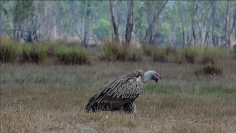 The-Himalayan-Griffon-Vulture-is-Near-Threatened-due-to-toxic-food-source-and-habitat-loss