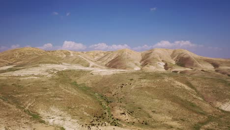 Top-aerial-view-on-black-and-white-sheep-herd-on-desert-hills