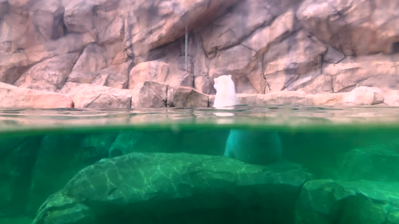 북극곰 반은 물에 반은 물밖, 반사 지수, 사람 없음