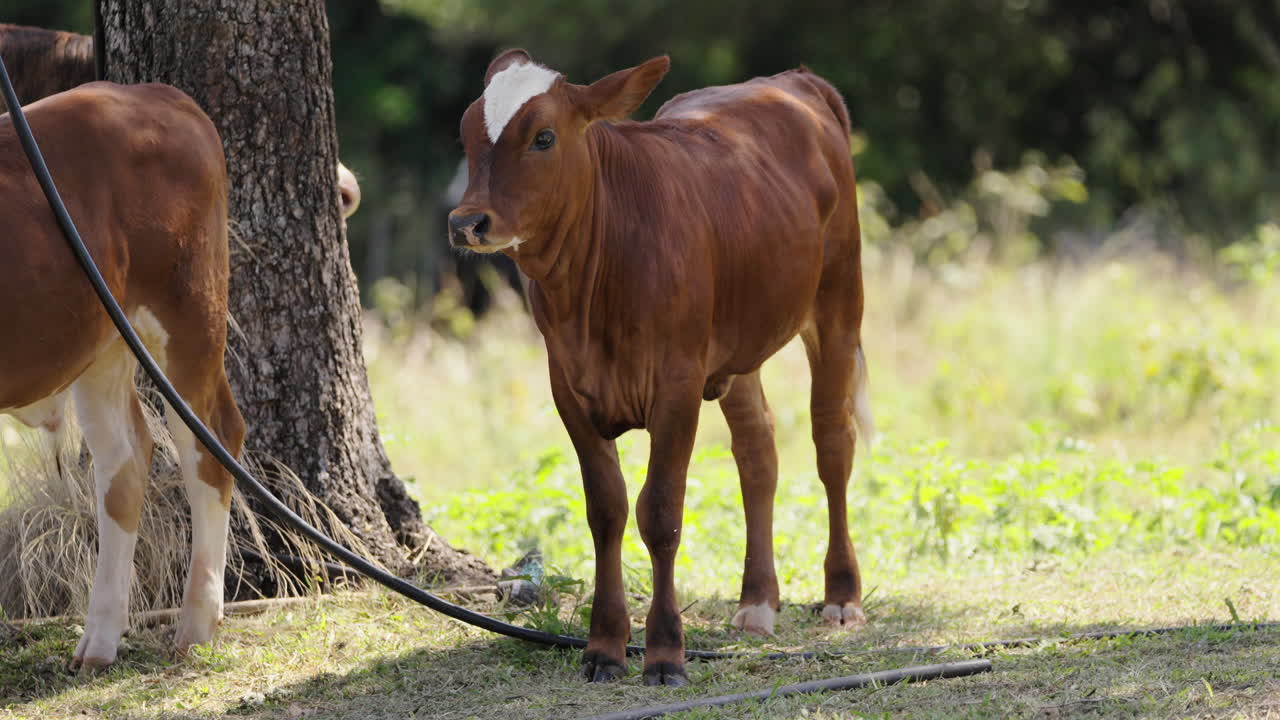 Young interested cow standing on grassy rural field with another cow nearby.
