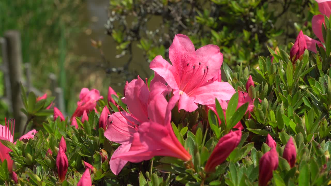 히로시마의 일본 정원 shukkei-en에 보라색 꽃