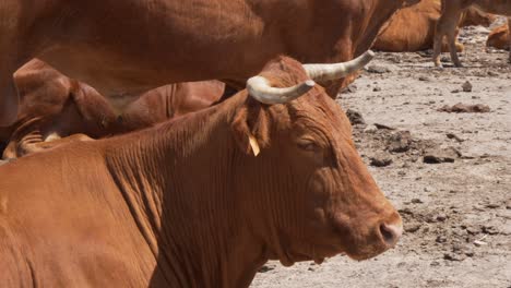 slow pan from the back to the head of a brown spanish bull from cadiz