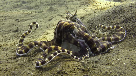 mimic octopus with a crab that has been killed, octopus tries to crack crab shell with biting tools to get to the inner tissue, arms curled from the effort, medium shot showing all body parts