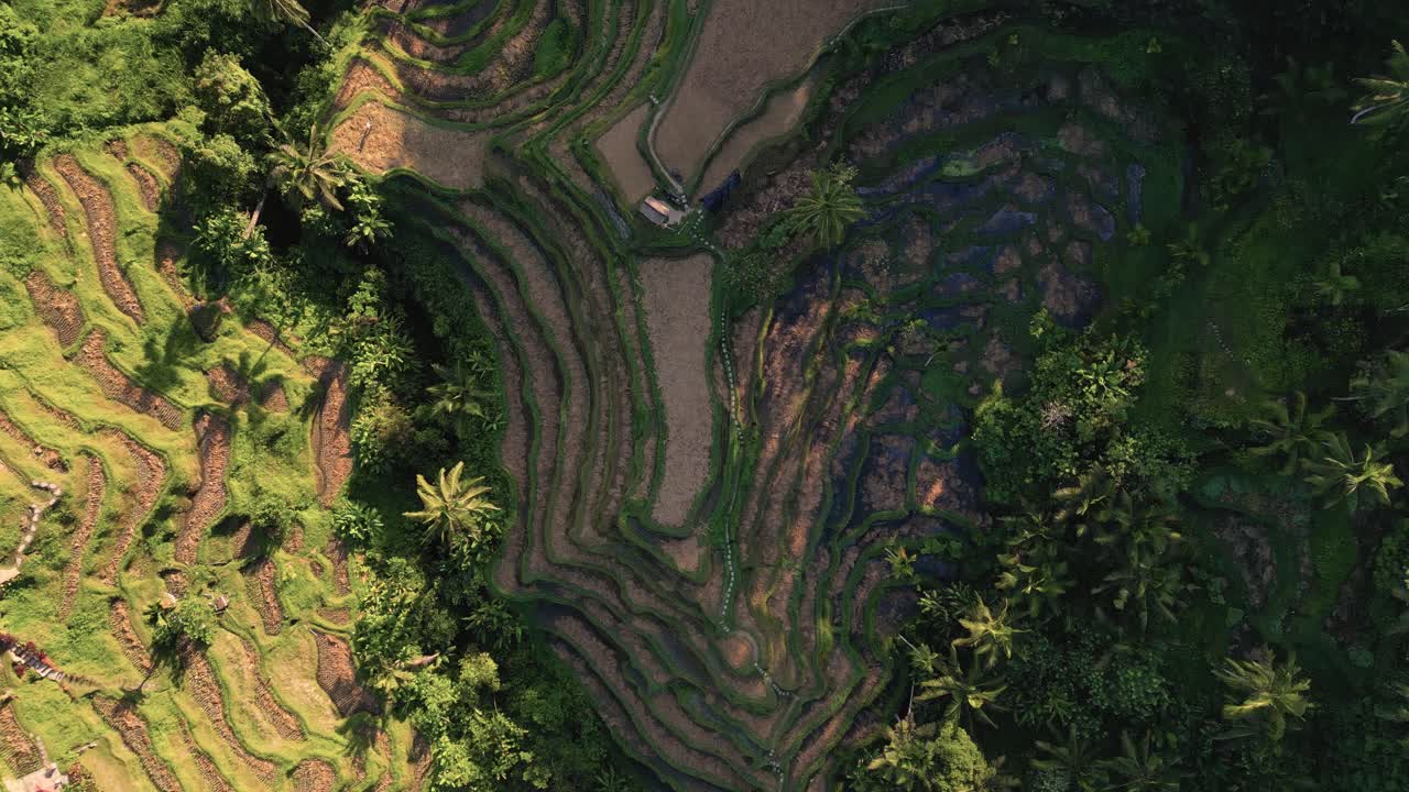 Vista cinematografica della piantagione di risaie a Ubud, Bali - Indonesia - Ripresa aerea dall'alto