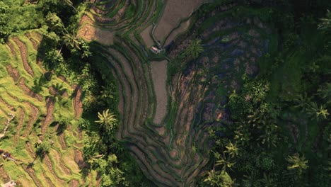 cinematic view of rice paddies plantation in ubud, bali - indonesia - aerial looking down