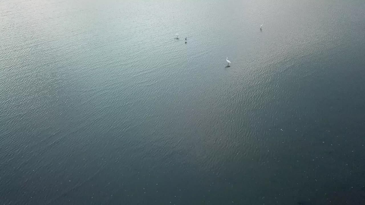 말레이시아 페 ⁇  의 망그로브 숲 근처 의 해안선 에서 휴식 하는  ⁇  새 들.