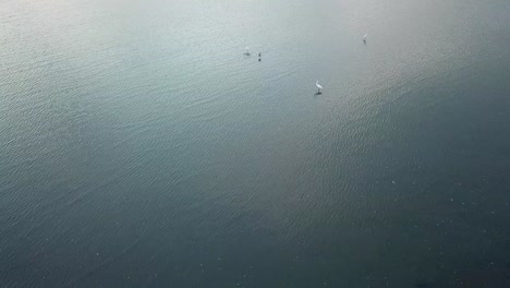 las garzas blancas descansan en la costa cerca del bosque de manglares en penang, malasia.