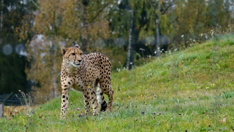 Schöner-Gepard,-Der-In-Zeitlupe-Auf-Gras-Läuft