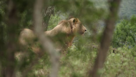 seen-through-trees,-a-young-lion-with-GPS-tracking-collar-is-looking-intently