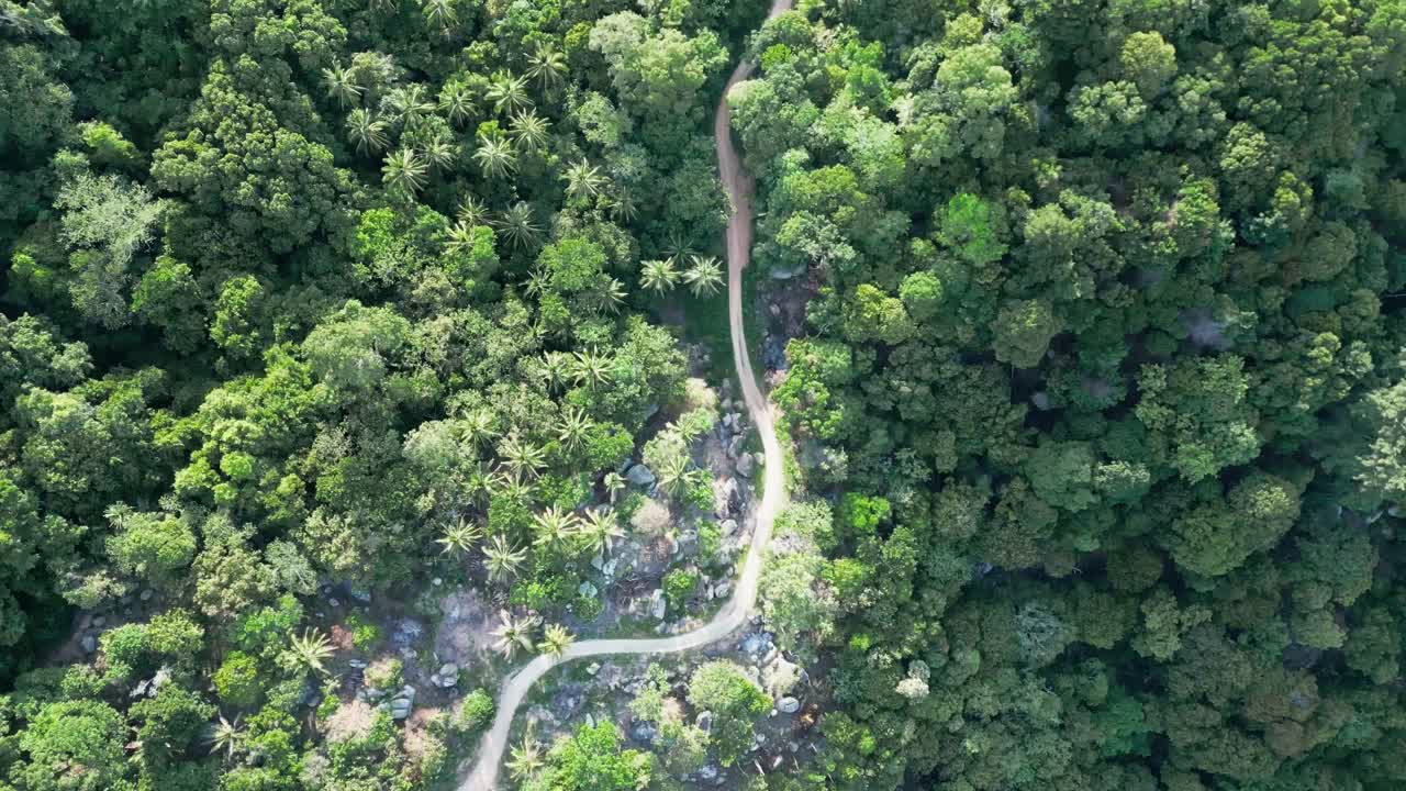 aérea de arriba hacia abajo estrecha carretera de retorno en la jungla con vegetación de palma verde en la selva tropical