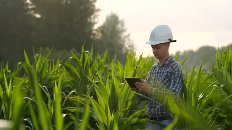 Ein-Männlicher-Bauer-Mit-Einem-Tablet-Bei-Sonnenuntergang-In-Einem-Maisfeld-Untersucht-Die-Pflanzen-Und-Nutzt-Die-Anwendung,-Um-Daten-über-Die-Erfolgreiche-Ernte-Zu-Steuern-Und-Zu-Analysieren.