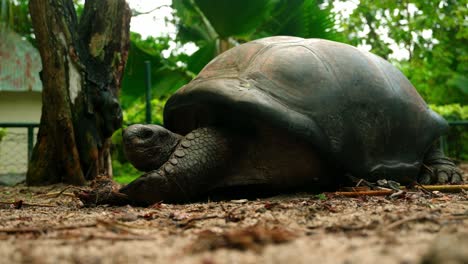 static shot old centenarian tropical turtle resting