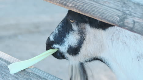 slow motion closeup of a goat chewing on a piece of celery