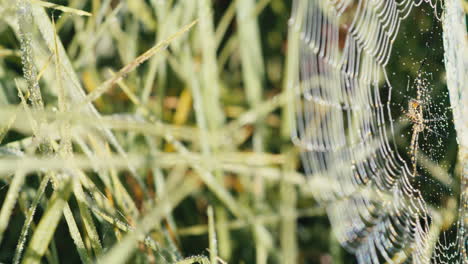 Banded-garden-spider-and-web-covered-in-morning-dew-in-a-grassy-field-during-sunrise,-medium-shot,-pan-right