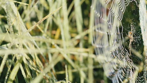 araña de jardín de bandas y tela cubierta de rocío matutino en un campo de hierba durante el amanecer, disparo medio, panorámica derecha