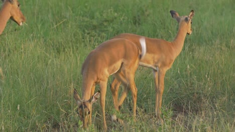 Close-up-to-a-herd-of-Antelopes-grazing-in-the-South-African-jungle-during-sunset