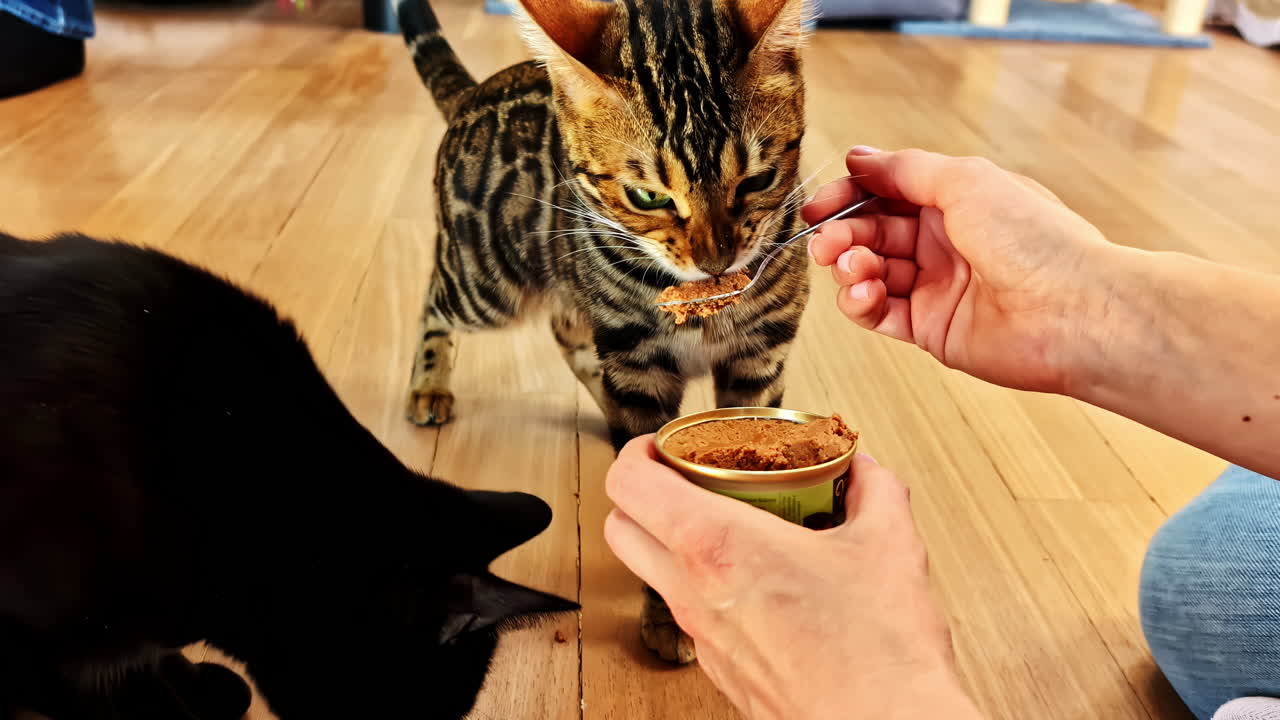 Owner feeding cat foods with a spoon to pet cats inside room.