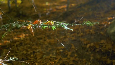 Schwenk-Nach-Rechts-Auf-Einen-Nadelzweig-Mit-Getrockneten-Bernsteinblättern-Und-Einem-Spinnennetz,-Das-Von-Einigen-Sonnenstrahlen-Beleuchtet-Wird