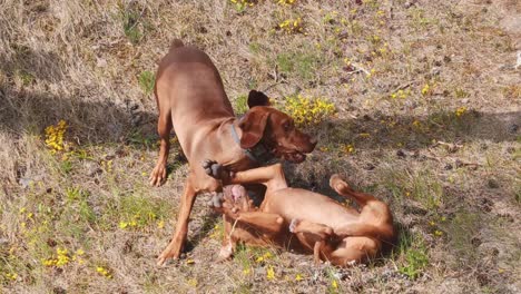 Jóvenes-Perros-Vizsla-Húngaros-Jugando-En-La-Naturaleza