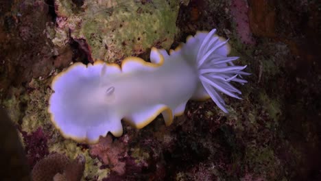 nudibranquio chromodoris moviéndose sobre arrecifes de coral por la noche