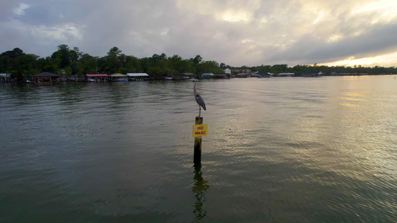 Cinematic rotating drone shot up close of a great blue heron standing on a pole in a lake