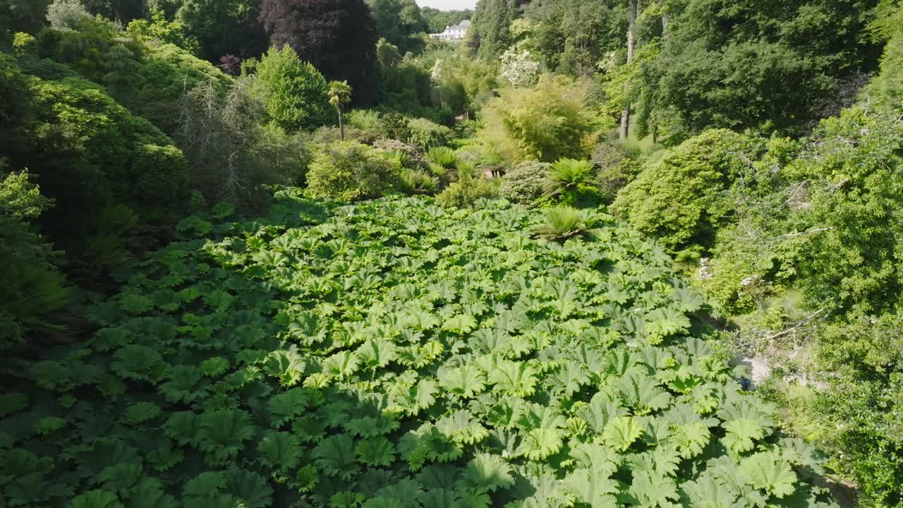Broad leaf Elephant Ear plants spanning tropical garden tree lined valley floor on summer day. Camera flight lowering towards big green leaves. White mansion at head of valley.