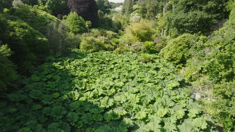 broad leaf elephant ear plants spanning tropical garden tree lined valley floor on summer day. camera flight lowering towards big green leaves. white mansion at head of valley.