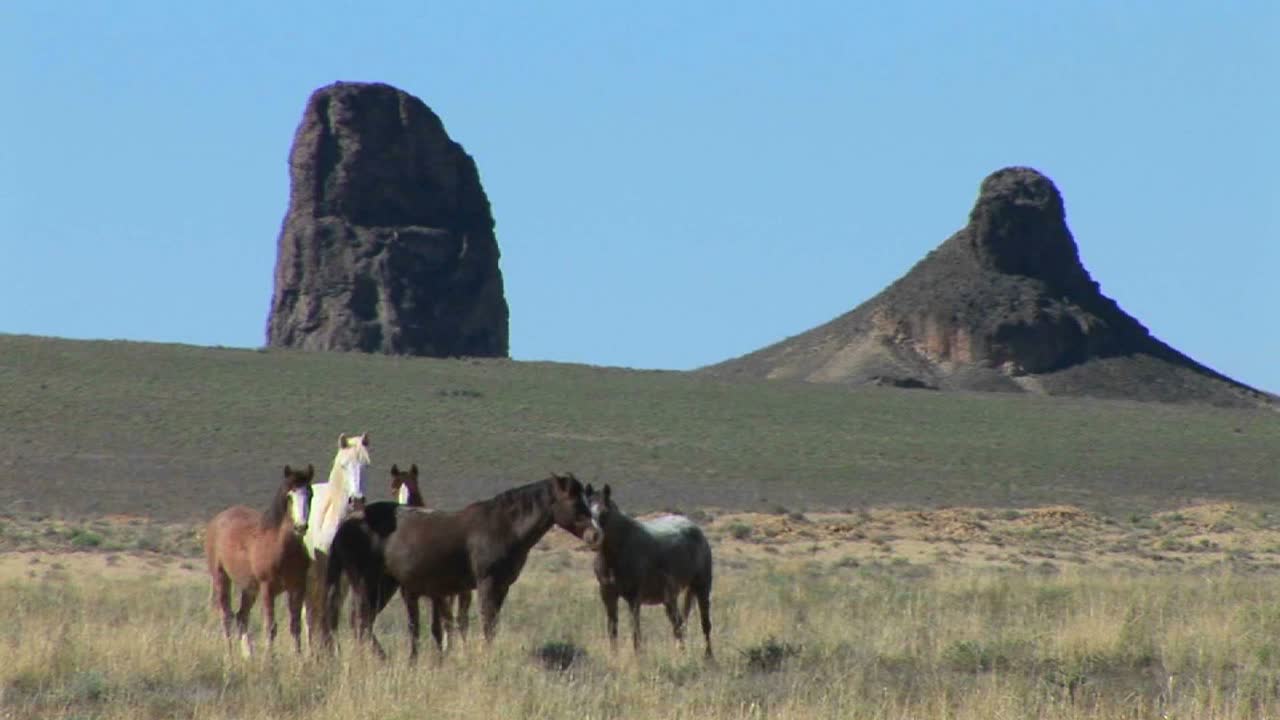 los caballos salvajes pastan en un campo cerca de grandes formaciones montañosas en shiprock arizona