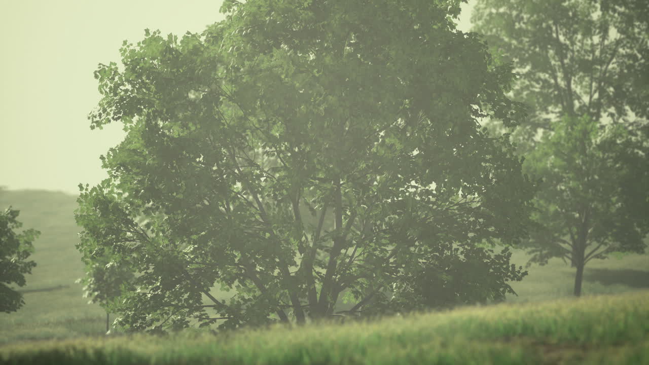 A serene landscape with trees and grass