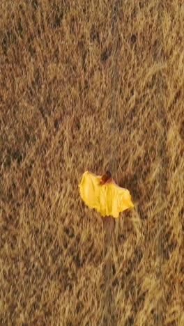 woman dancing in a golden wheat field
