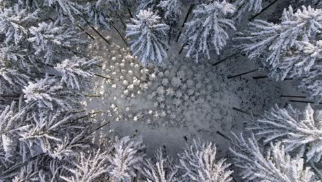 Young-trees-in-a-circle-of-tall-conifers-covered-with-snow