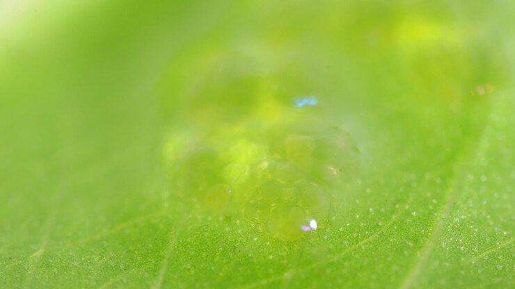 Immagine microscopica di uova gelatinose di insetto acquatico su foglia verde