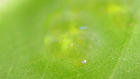 microscopic of jelly like aquatic insect eggs on green leaf