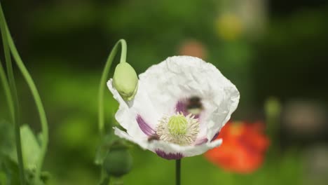 close up white poppy blossom with bumble bee