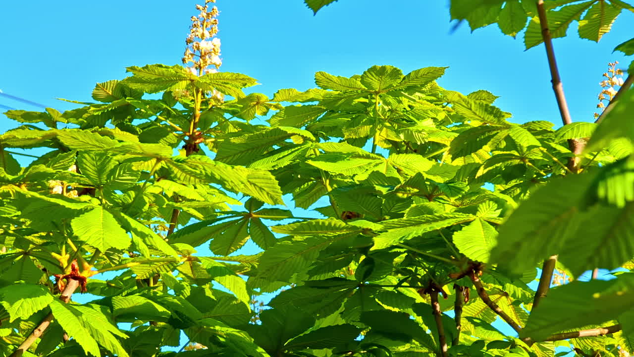Green chestnut tree leaves and blooming flower against bright blue sky