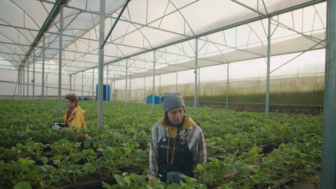 Female Farm Workers Walking Between Rows of Plants in Greenhouse